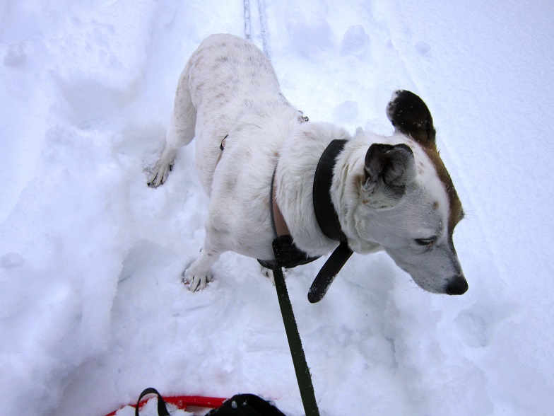 Foto: Andreas Koller / Schneeschuhtour / Schneeschuhwandern am Arabichl (1595m) / 26.03.2021 21:44:09
