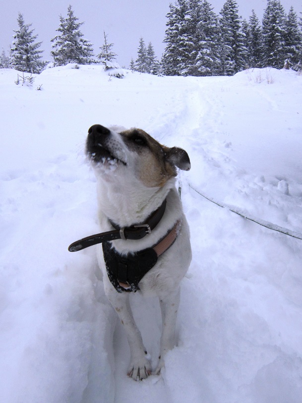 Foto: Andreas Koller / Schneeschuhtour / Schneeschuhwandern am Arabichl (1595m) / 26.03.2021 21:43:50