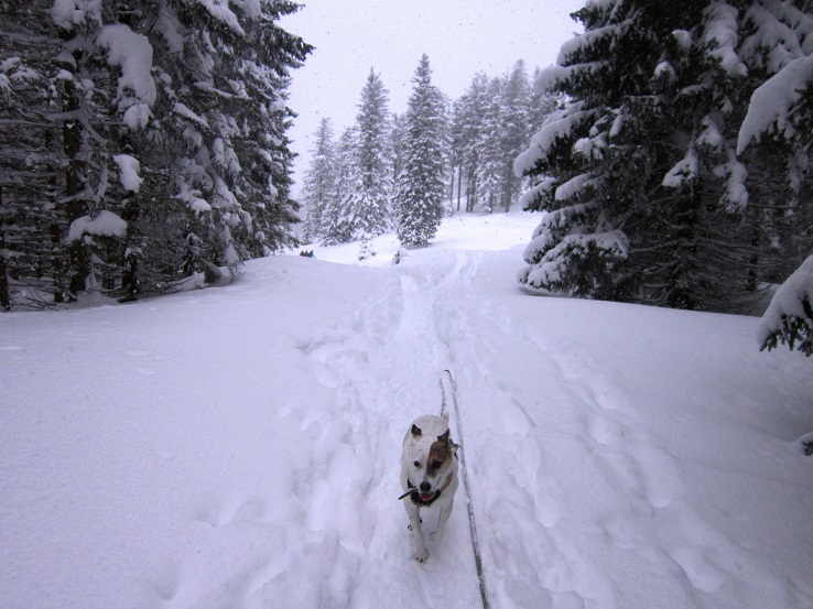 Foto: Andreas Koller / Schneeschuhtour / Schneeschuhwandern am Arabichl (1595m) / 26.03.2021 21:43:36