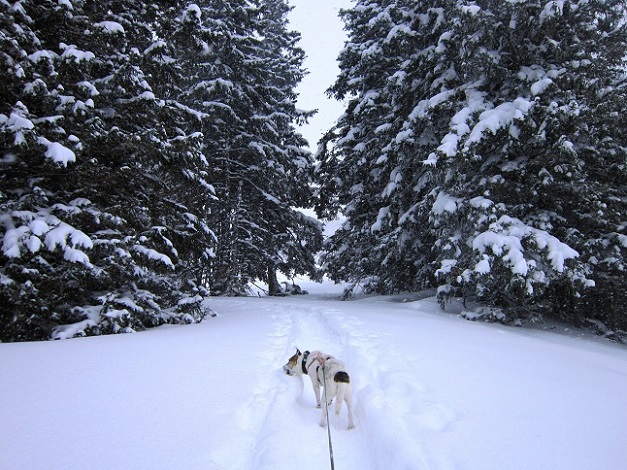 Foto: Andreas Koller / Schneeschuhtour / Schneeschuhwandern am Arabichl (1595m) / 26.03.2021 21:42:39