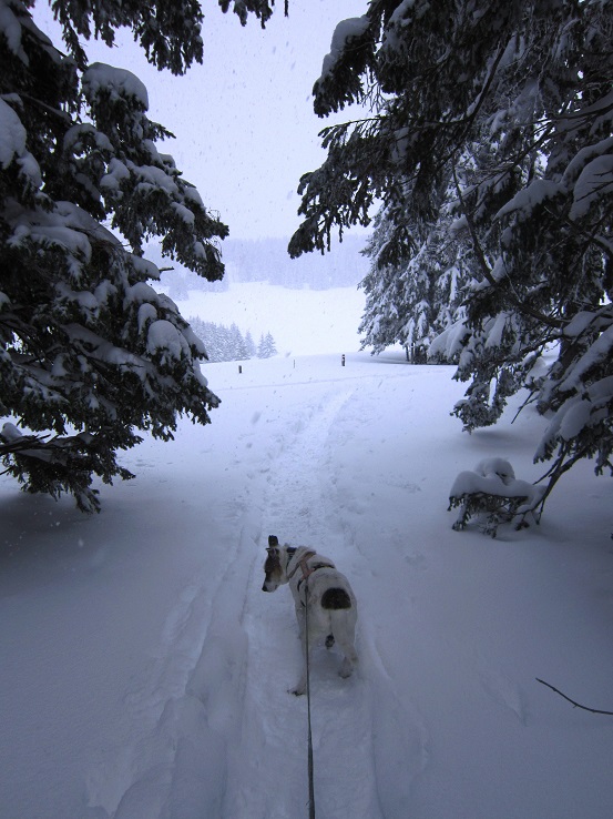 Foto: Andreas Koller / Schneeschuhtour / Schneeschuhwandern am Arabichl (1595m) / 26.03.2021 21:42:32