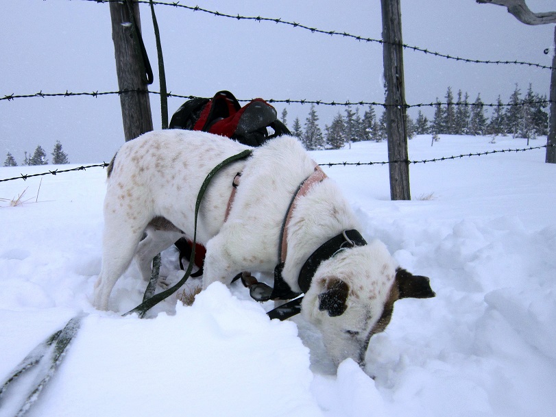 Foto: Andreas Koller / Schneeschuhtour / Schneeschuhwandern am Arabichl (1595m) / 26.03.2021 21:41:22
