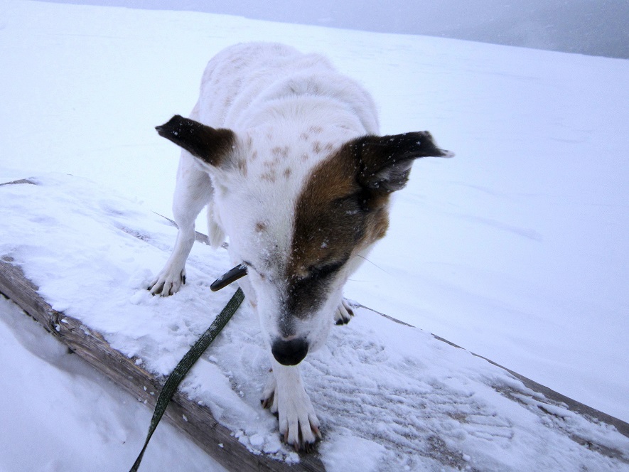 Foto: Andreas Koller / Schneeschuhtour / Schneeschuhwandern am Arabichl (1595m) / 26.03.2021 21:41:10