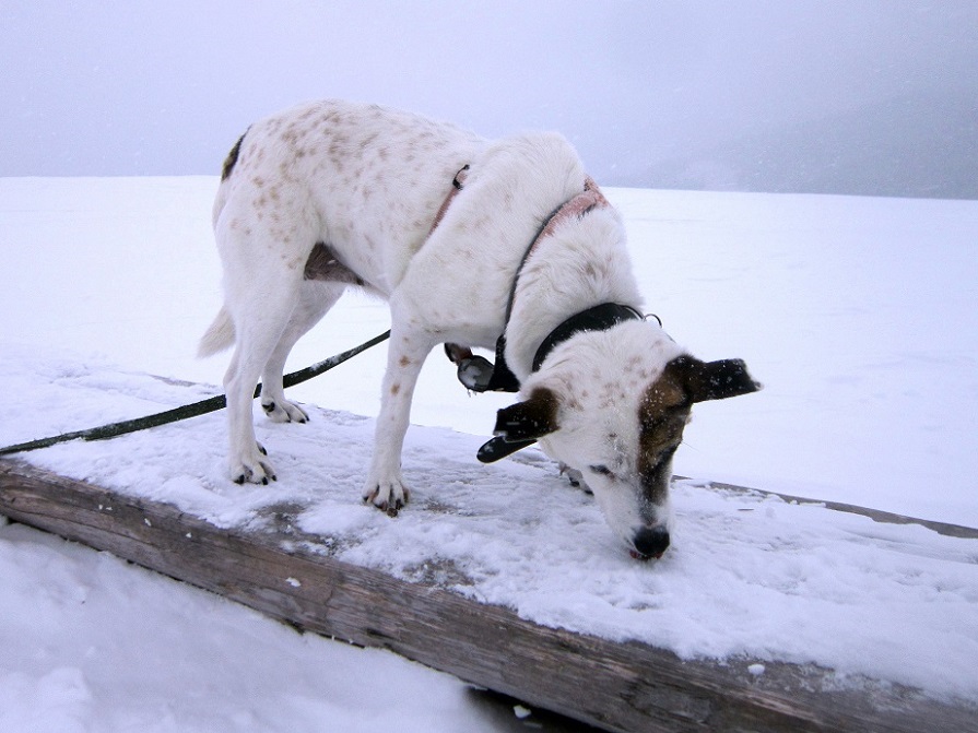 Foto: Andreas Koller / Schneeschuhtour / Schneeschuhwandern am Arabichl (1595m) / 26.03.2021 21:40:56