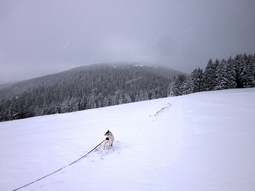 Foto: Andreas Koller / Schneeschuhtour / Schneeschuhwandern am Arabichl (1595m) / 26.03.2021 21:40:26