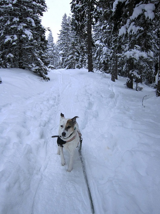 Foto: Andreas Koller / Schneeschuhtour / Schneeschuhwandern am Arabichl (1595m) / 26.03.2021 21:39:52