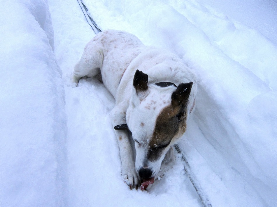 Foto: Andreas Koller / Schneeschuhtour / Schneeschuhwandern am Arabichl (1595m) / Technische Probleme mit der Bereifung! / 26.03.2021 21:39:28