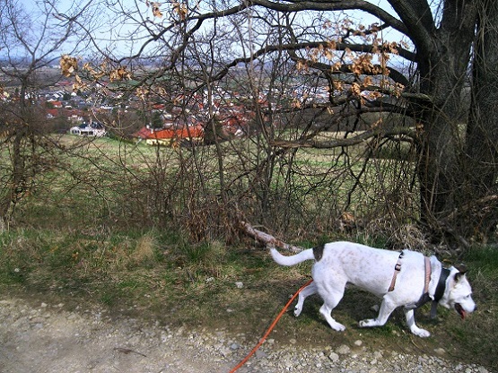 Foto: Andreas Koller / Wandertour / Am Planetenweg zur Leopold-Figl-Warte am Tulbingerkogel (495m) / 07.04.2021 15:07:53