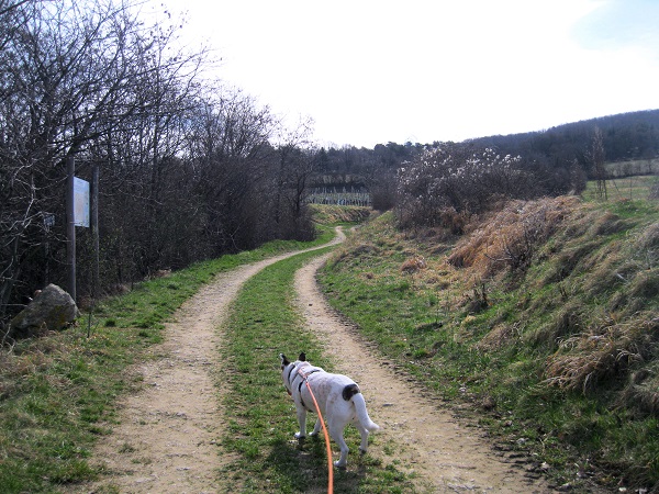 Foto: Andreas Koller / Wandertour / Am Planetenweg zur Leopold-Figl-Warte am Tulbingerkogel (495m) / 07.04.2021 15:07:48