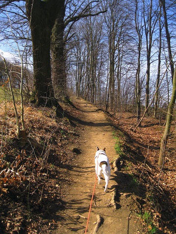 Foto: Andreas Koller / Wandertour / Am Planetenweg zur Leopold-Figl-Warte am Tulbingerkogel (495m) / 07.04.2021 15:07:00