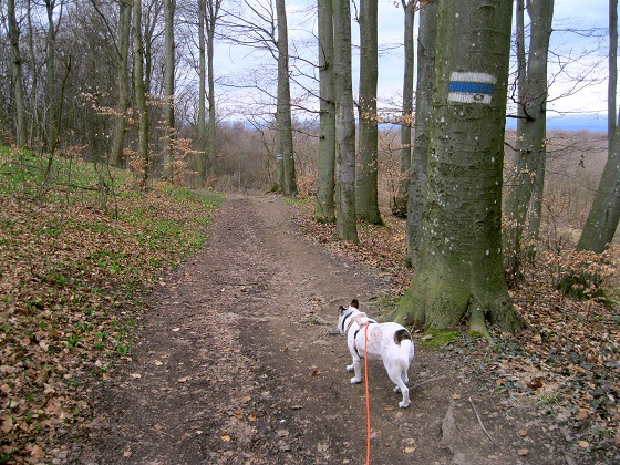 Foto: Andreas Koller / Wandertour / Am Planetenweg zur Leopold-Figl-Warte am Tulbingerkogel (495m) / Abstieg vom Tulbingerkogel / 07.04.2021 15:03:11