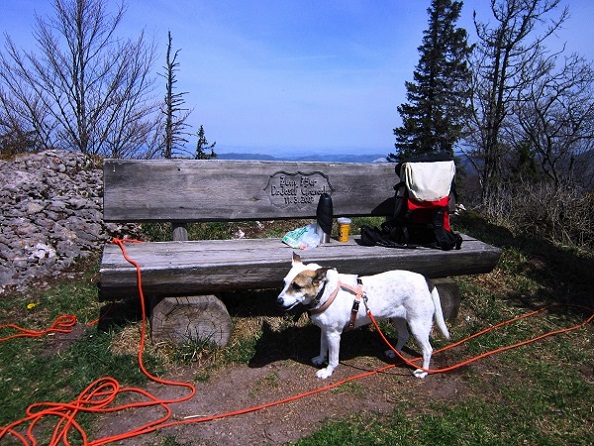 Foto: Andreas Koller / Wandertour / Zur Julius Seitner Hütte am Eisenstein (1185m) / 11.05.2021 01:07:42