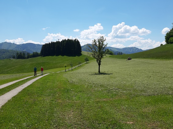 Foto: Wolfgang Dröthandl / Wandertour / Prochenberg von Maria Seesal / Beim Gehöft Prebichl / 19.06.2021 13:16:52