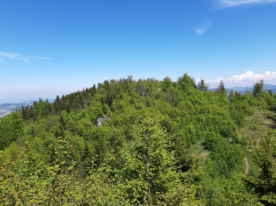 Foto: Wolfgang Dröthandl / Wandertour / Prochenberg von Maria Seesal / Blick hinüber zur Hütte und Aussichtswarte / 19.06.2021 13:11:58