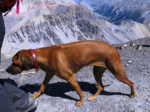 Foto: Andreas Koller / Wandertour / Zur Zackenkrone der la Mortice (3186m) / Ihr erster 3000er - Rhodesian Ridgeback - Dame / 03.08.2021 23:44:52