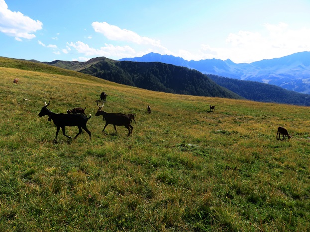 Foto: Andreas Koller / Wandertour / Zur Zackenkrone der la Mortice (3186m) / Zurück beim AP Couniets / 03.08.2021 23:38:09