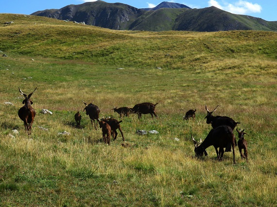Foto: Andreas Koller / Wandertour / Zur Zackenkrone der la Mortice (3186m) / 03.08.2021 23:37:53