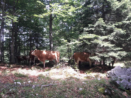 Foto: Rupert Gredler / Wandertour / Eine Vormauersteinrunde / Der Abstieg von der untersten Alm / 09.08.2021 10:14:12