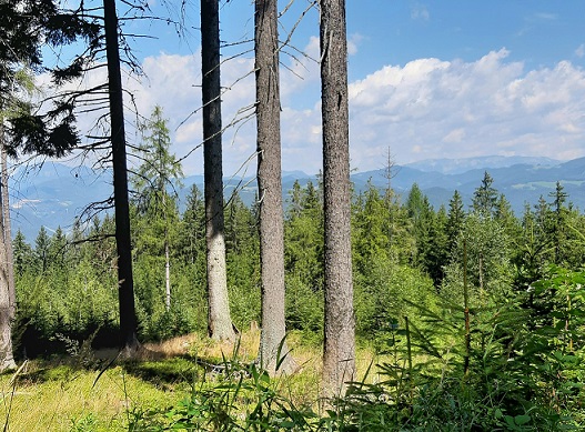 Foto: Wolfgang Dröthandl / Wandertour / Aus dem Mürztal auf die Stanglalpe (Stanglalm) / erster Ausblick: links Veitsch (Pilgerkreuz), rechts Schneealpe / 15.08.2021 19:15:28