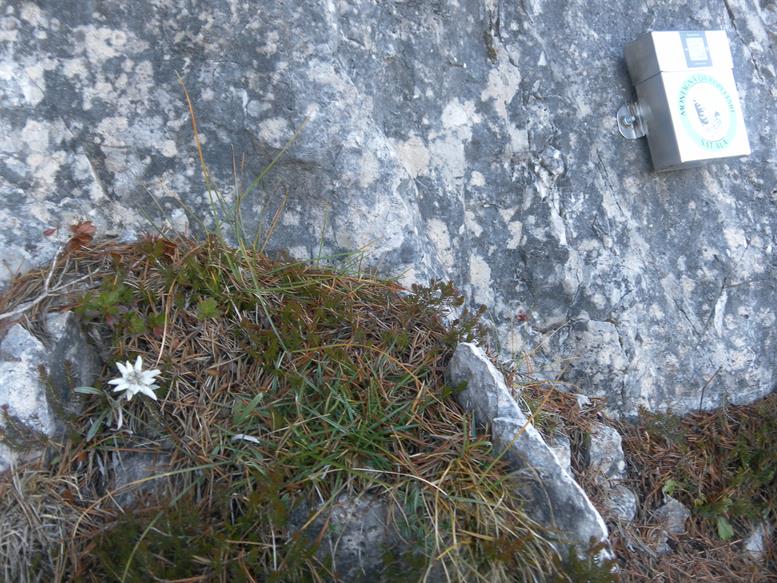 Foto: Wolfgang Lauschensky / Wandertour / Cima Levante 2019m Überschreitung / Edelweiß und Steigbuch / 19.10.2021 17:02:50