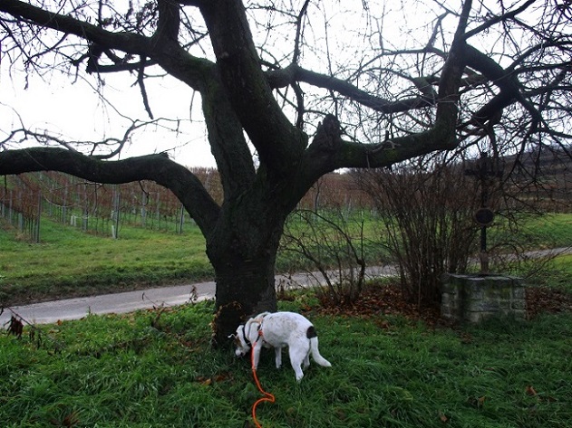 Foto: Andreas Koller / Wandertour / Rundwanderweg Buchbergwald (417m) / 13.12.2021 00:27:48