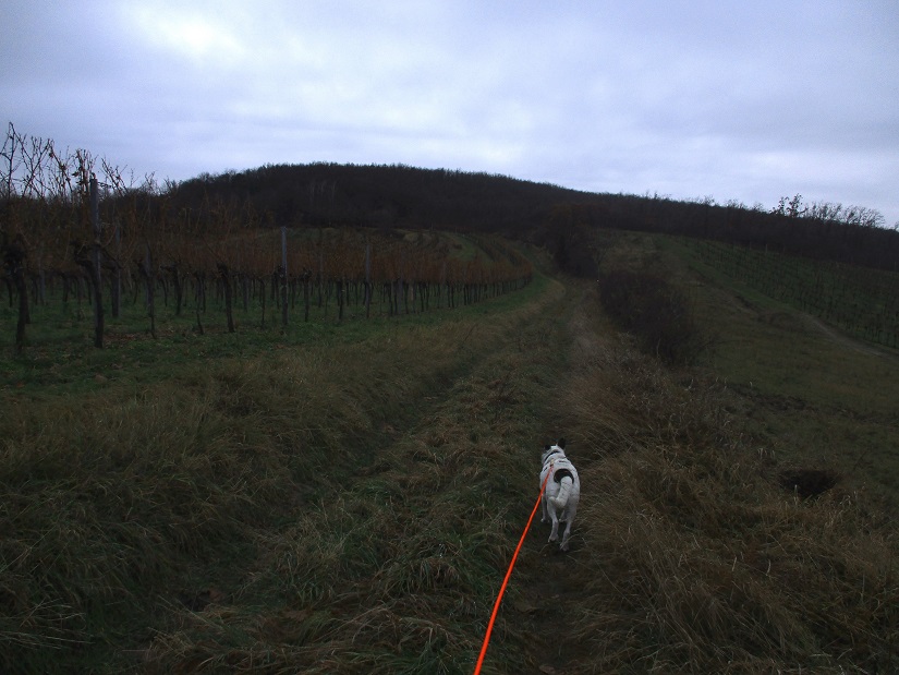 Foto: Andreas Koller / Wandertour / Rundwanderweg Buchbergwald (417m) / 13.12.2021 00:26:36