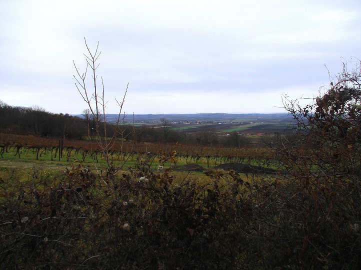 Foto: Andreas Koller / Wandertour / Rundwanderweg Buchbergwald (417m) / 13.12.2021 00:26:31