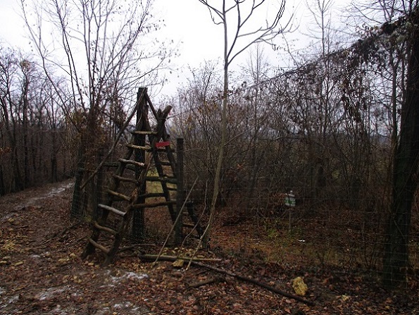 Foto: Andreas Koller / Wandertour / Rundwanderweg Buchbergwald (417m) / 1. Schlüsselstelle (zumindest für Hunde) / 13.12.2021 00:25:57