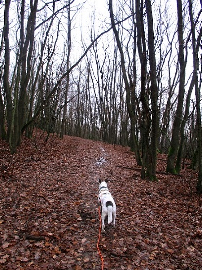 Foto: Andreas Koller / Wandertour / Rundwanderweg Buchbergwald (417m) / 13.12.2021 00:25:52