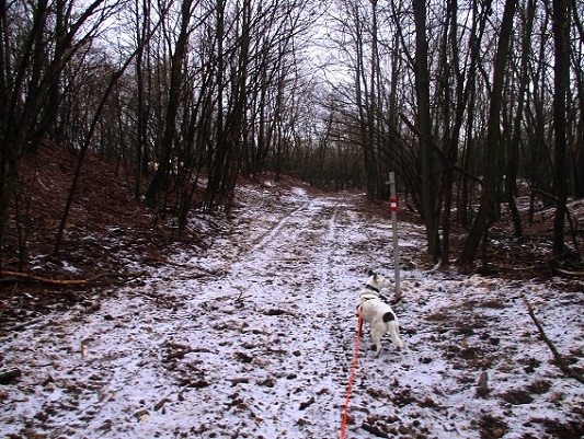 Foto: Andreas Koller / Wandertour / Rundwanderweg Buchbergwald (417m) / 13.12.2021 00:24:46
