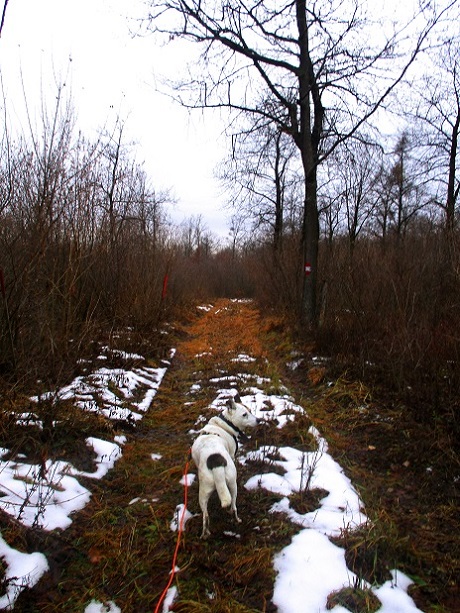 Foto: Andreas Koller / Wandertour / Rundwanderweg Buchbergwald (417m) / 13.12.2021 00:24:22