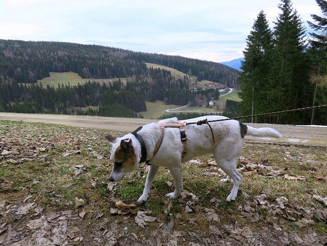 Foto: Andreas Koller / Wandertour / Südroute zum Kreuzschober (1410m) / 17.03.2022 00:05:52