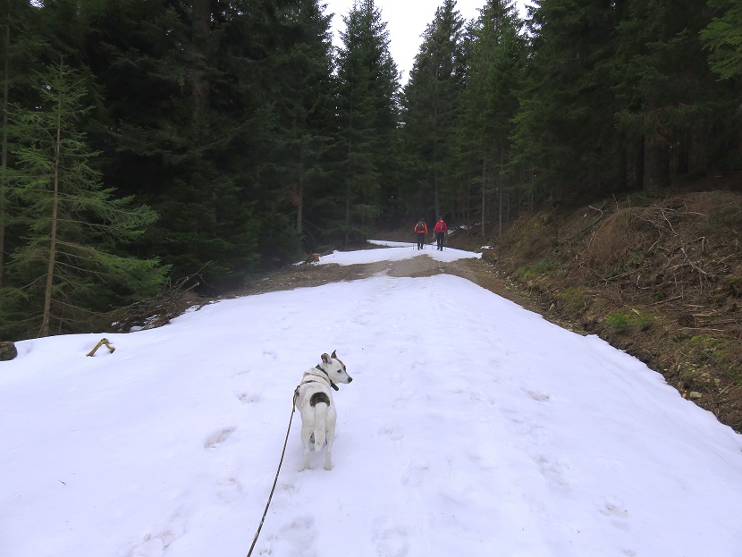 Foto: Andreas Koller / Wandertour / Südroute zum Kreuzschober (1410m) / 17.03.2022 00:05:18