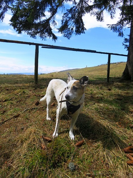 Foto: Andreas Koller / Wandertour / Südroute zum Kreuzschober (1410m) / 17.03.2022 00:04:46
