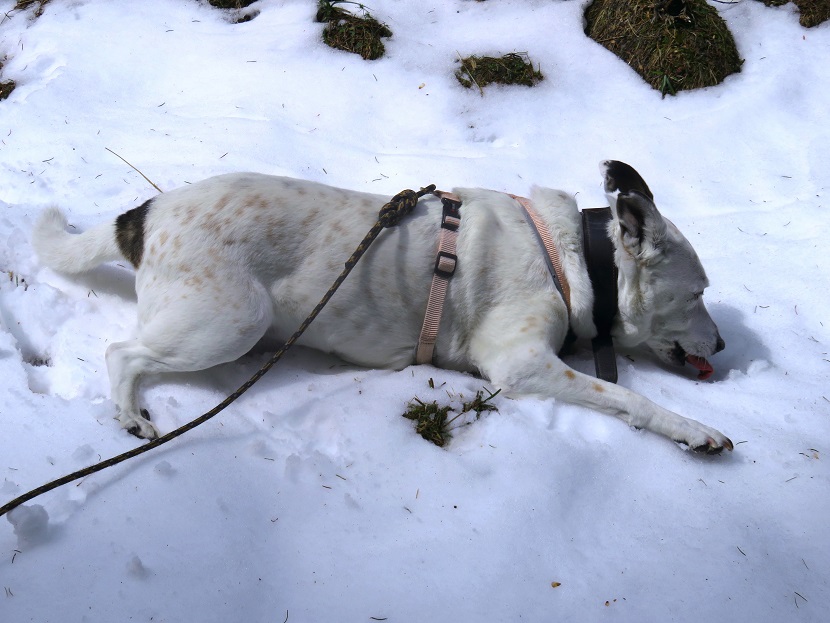 Foto: Andreas Koller / Wandertour / Südroute zum Kreuzschober (1410m) / 17.03.2022 00:04:40