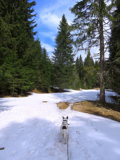 Foto: Andreas Koller / Wandertour / Südroute zum Kreuzschober (1410m) / 17.03.2022 00:04:33