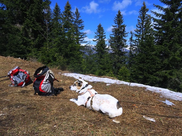 Foto: Andreas Koller / Wandertour / Südroute zum Kreuzschober (1410m) / 17.03.2022 00:02:40