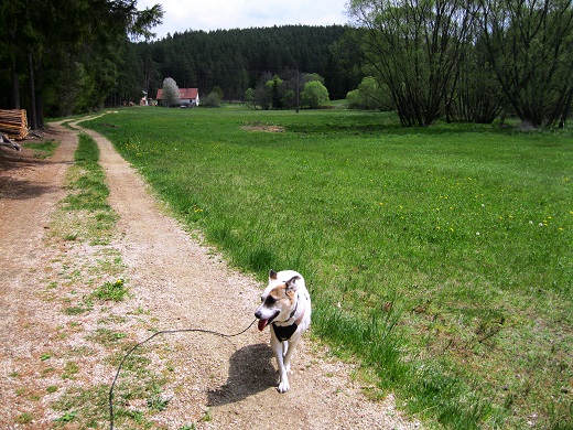 Foto: Andreas Koller / Wandertour / Bärentrail und die Kraft des Wassers (793m) / 26.04.2022 01:31:17