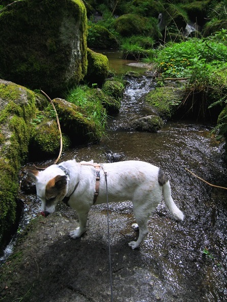 Foto: Andreas Koller / Wandertour / Bärentrail und die Kraft des Wassers (793m) / 26.04.2022 01:30:56