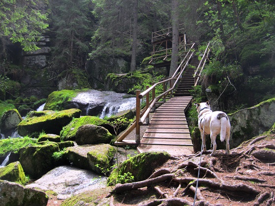 Foto: Andreas Koller / Wandertour / Bärentrail und die Kraft des Wassers (793m) / Beim Lohnbachfall / 26.04.2022 01:32:22