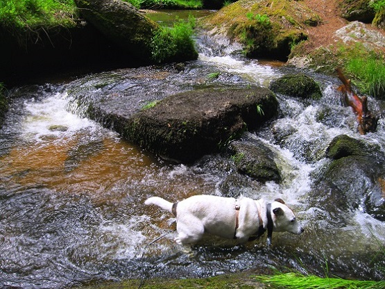 Foto: Andreas Koller / Wandertour / Bärentrail und die Kraft des Wassers (793m) / 26.04.2022 01:29:58