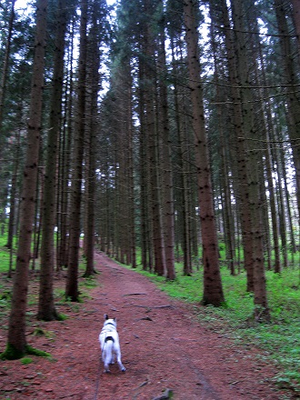 Foto: Andreas Koller / Wandertour / Bärentrail und die Kraft des Wassers (793m) / 26.04.2022 01:29:36