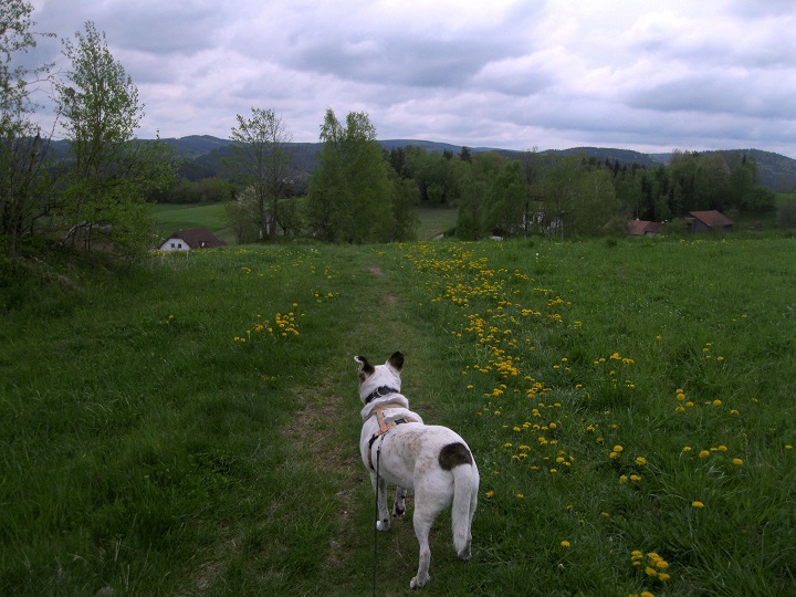 Foto: Andreas Koller / Wandertour / Bärentrail und die Kraft des Wassers (793m) / Lohnhöhe / 26.04.2022 01:28:59