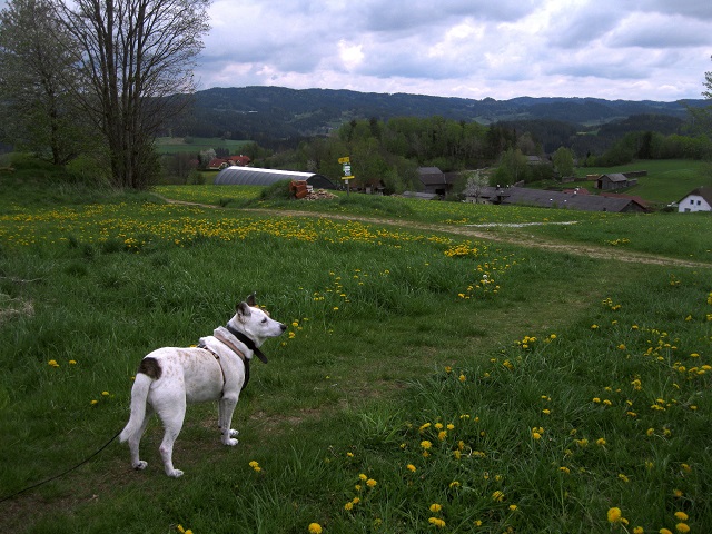Foto: Andreas Koller / Wandertour / Bärentrail und die Kraft des Wassers (793m) / 26.04.2022 01:28:52