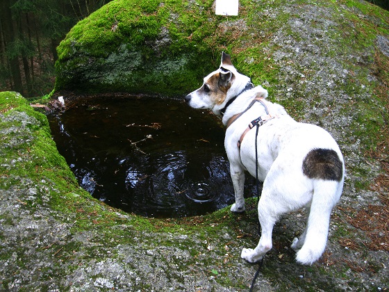 Foto: Andreas Koller / Wandertour / Bärentrail und die Kraft des Wassers (793m) / Steinernes Bründl / 26.04.2022 01:28:30