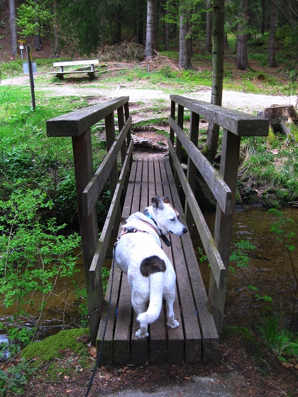 Foto: Andreas Koller / Wandertour / Bärentrail und die Kraft des Wassers (793m) / 26.04.2022 01:28:07