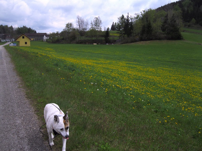 Foto: Andreas Koller / Wandertour / Bärentrail und die Kraft des Wassers (793m) / 26.04.2022 01:25:38