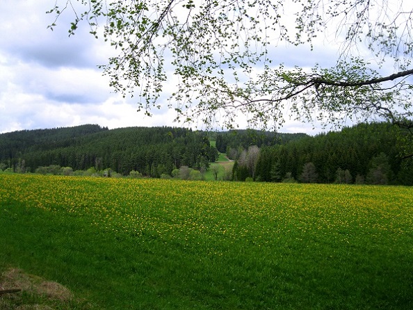 Foto: Andreas Koller / Wandertour / Bärentrail und die Kraft des Wassers (793m) / 26.04.2022 01:25:21