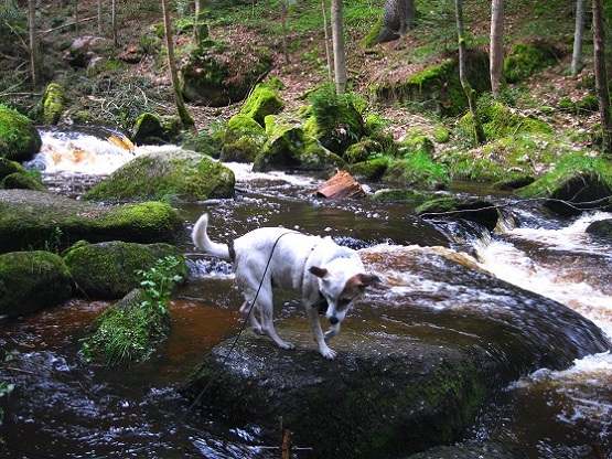 Foto: Andreas Koller / Wandertour / Bärentrail und die Kraft des Wassers (793m) / 26.04.2022 01:24:45