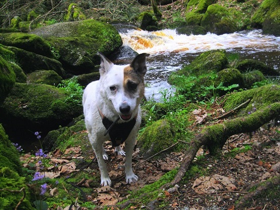 Foto: Andreas Koller / Wandertour / Bärentrail und die Kraft des Wassers (793m) / 26.04.2022 01:24:28
